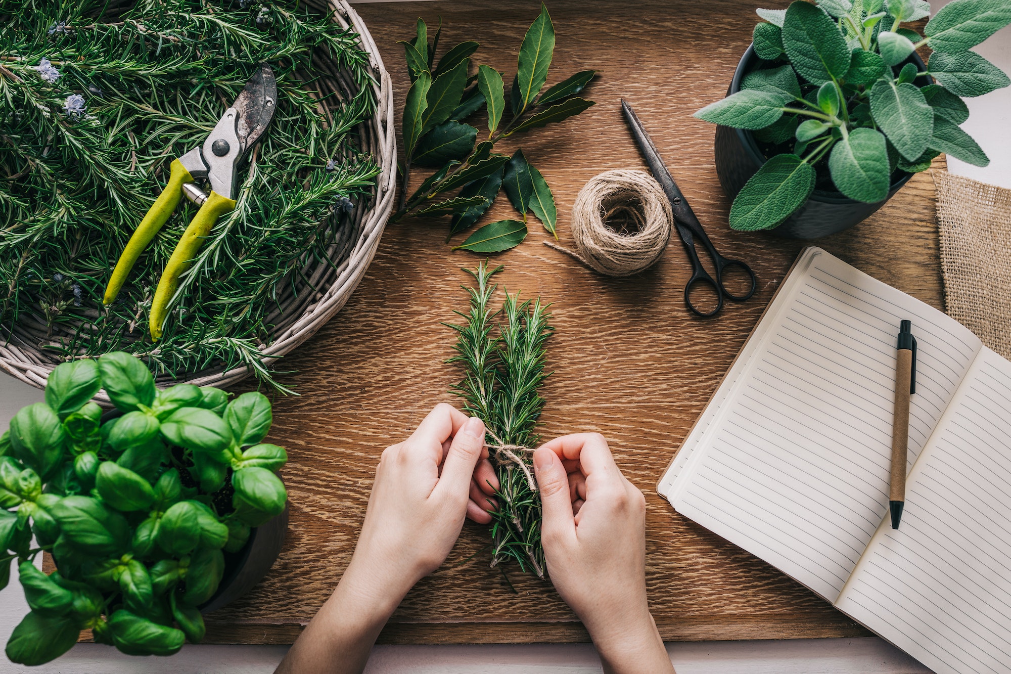 Read more about the article Springtime Garden Ready Herbs